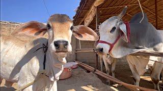 Vrinda Meets Prithu  | Baby Cow Meets Big Bull