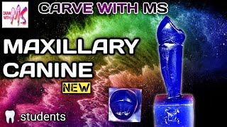 Maxillary Canine Carving | how to carve maxillary canine | easy | tutorial | Bds | MS