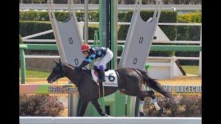 20250302 競馬ﾚｰｽﾄﾋﾟｯｸ　02【江田照上海夜!!!】'25中2-2-04R D1800 3未勝利 シャンハイナイト