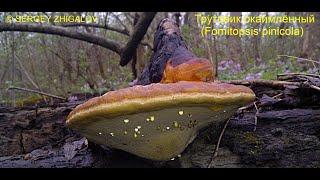 Трутовик окаймлённый  Fomitopsis pinicola. Особенности изготовления порошка для лечебных целей.