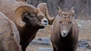 Bighorn Sheep Aggression Rising for the Rut