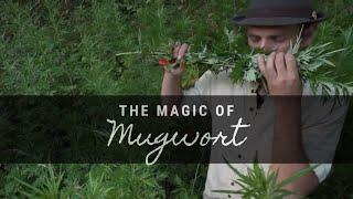 The Magic of Mugwort