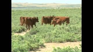 The Great Divide Basin
