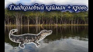 Кайман гладколобый с кровью. Русская Рыбалка 3.99.