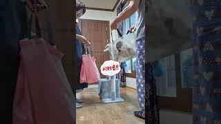 방울이의 선택은요 .. #농부고양이집사 #시골고양이 #쇼핑백놀이