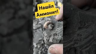 Что скрывает древняя глина? #окаменелости #камнемания #аммонит #наутилус #динозавры #золото #fossils