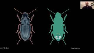 Adam Rork - The evolution and mechanisms of carabid beetle (Coleoptera: Carabidae) chemical defense