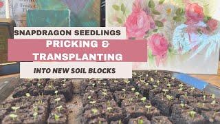 Pricking and Transplanting Snapdragon Seedings into Soil Blocks