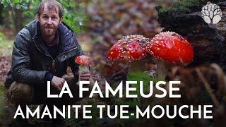 L'amanite tue-mouches : belle avec toxicité