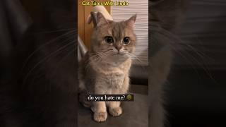 Do You Love Me? #cat #cuteanimal #cattales #poorcat #cats #catlover #cutecat #cute