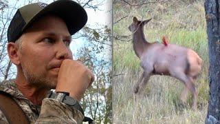 My First Elk! I hit an artery! (Alberta Elk Hunting)