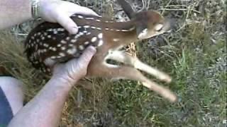 Noisy Baby deer.mp4