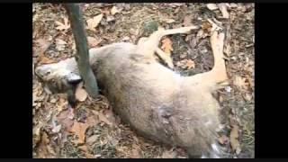 United Bowhunters of New Jersey leave carnage and bloodshed in 09's season