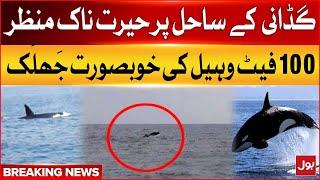 Whale Fish Seen At Gadani Beach  |  Beautiful Scenery Of 100 Feet Long  Whales | Breaking News