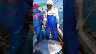 pendapatan ikan Mola Mola mantap