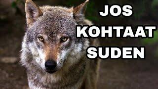 Mitä Tehdä Jos Kohtaat Suden