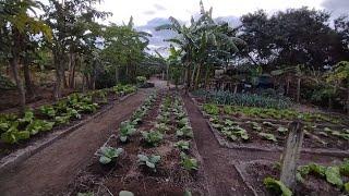 Como Limpamos Os Canteiros e Adubamos Para Manter A Horta Sempre Produtiva