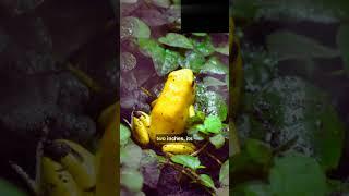 Deadly Secret of the Golden Poison Dart Frog 