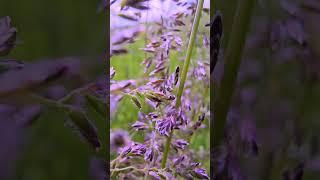 Toltec Monk - Kentucky Bluegrass Magic - Kentucky Derby
