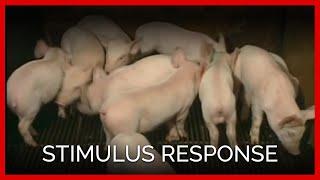 Stimulus Response