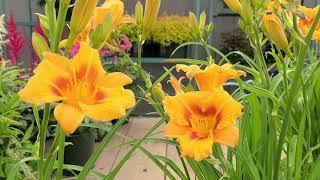 Hemerocallis 'Black Eyed Stella' (Daylily) // Award Winning, Long-Blooming, Easy to Grow Perennial!