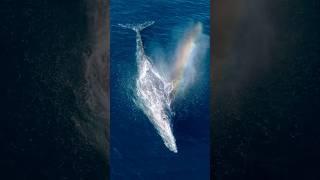 Whale makes a rainbow!  And no, it’s not “ai”, it’s just a trick of the light/angle! #wildlife