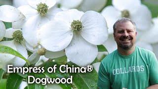 Empress of China® Dogwood