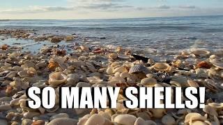 Why is looking for shells so fun? Florida beachcombing in Marco Island, Florida.