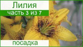  Посадка лилий в саду: как и когда сажать лилии весной и осенью