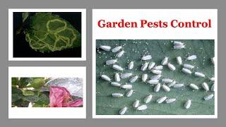 Garden Pests Control Strategies-What's Working Now