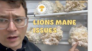 Lions Mane issues and corrections: why is my lions mane growing weird?