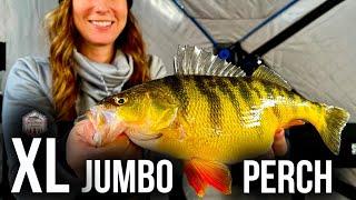 Ice Fishing MASSIVE JUMBO PERCH! (These Fish are UNBELIEVABLE)