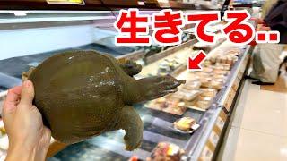 鮮魚スーパーに売っていた食用のカメを水槽に入れるとヤバすぎた...！！