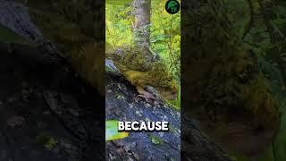 This Fat, Flightless Parrot Is One of a Kind ,  #kakapo #weirdanimals #animalfacts #Shorts