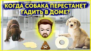 Приучение щенка к туалету | Как отучить щенка гадить дома | Почему собака ходит в туалет дома