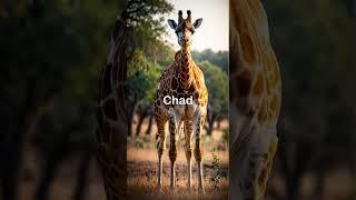 Amazing Facts You Didn't Know About Chad!