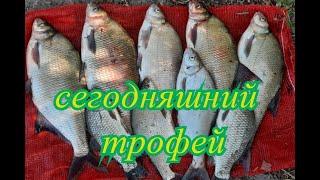 Рыбалка и отдых на Дону от Каплицы на право. Трофейные лещи. Без приключений не обошлось и сегодня.