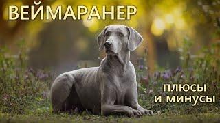 ВЕЙМАРАНЕР. Плюсы и минусы породы WEIMARANER