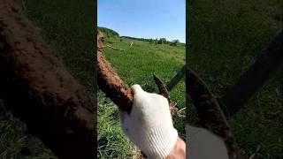  КОПАЕМ ! ЧЕ ДОМА ТО ВАЛЯТЬСЯ  #лето #сельскоехозяйство #хобби #металлокоп #лес