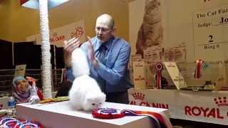 CHAMP OF THE CHAMP CFA SHOW BANDUNG 2015 HIGHEST SCORING KITTEN 2