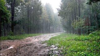 Soothing Rain Sounds on a Forest Path - Relaxing Nature Ambiance for Relaxation, Sleep