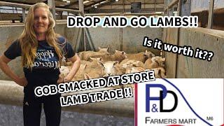 Drop and go lambs, is it worth it ?? T-shirt show! I'M GOB SMACKED !!!!