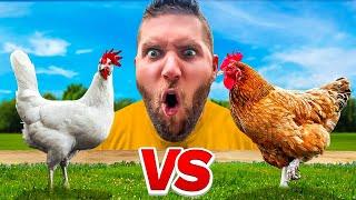 BATTLE THE OF THE BROILERS: CORNISH CROSS VS FREEDOM RANGER