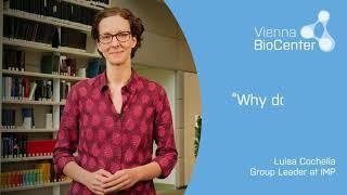 Luisa Cochella | IMP - Research Institute of Molecular Pathology