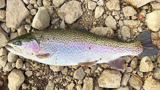 Catch & Cook BROOD-STOCK Trout!! Tasty or Gross?