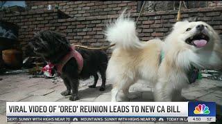 Viral video of pet reunion helps inspire new California bill