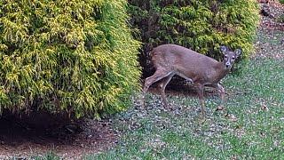 The Deer Family, Moseying Around