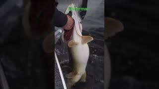 ,Вот это Шутка. Всем удачной рыбалки. #fisherman #рыбалка2023