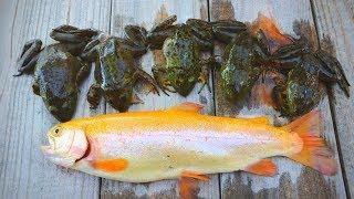 Catch n' Cook Fried Bullfrogs & GOLDEN Trout!