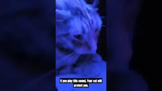 E #cat #funnycats #funny #goal1k #voiceeffects #pets #heydidyouseethisone #catmemes #ai #catlover #e